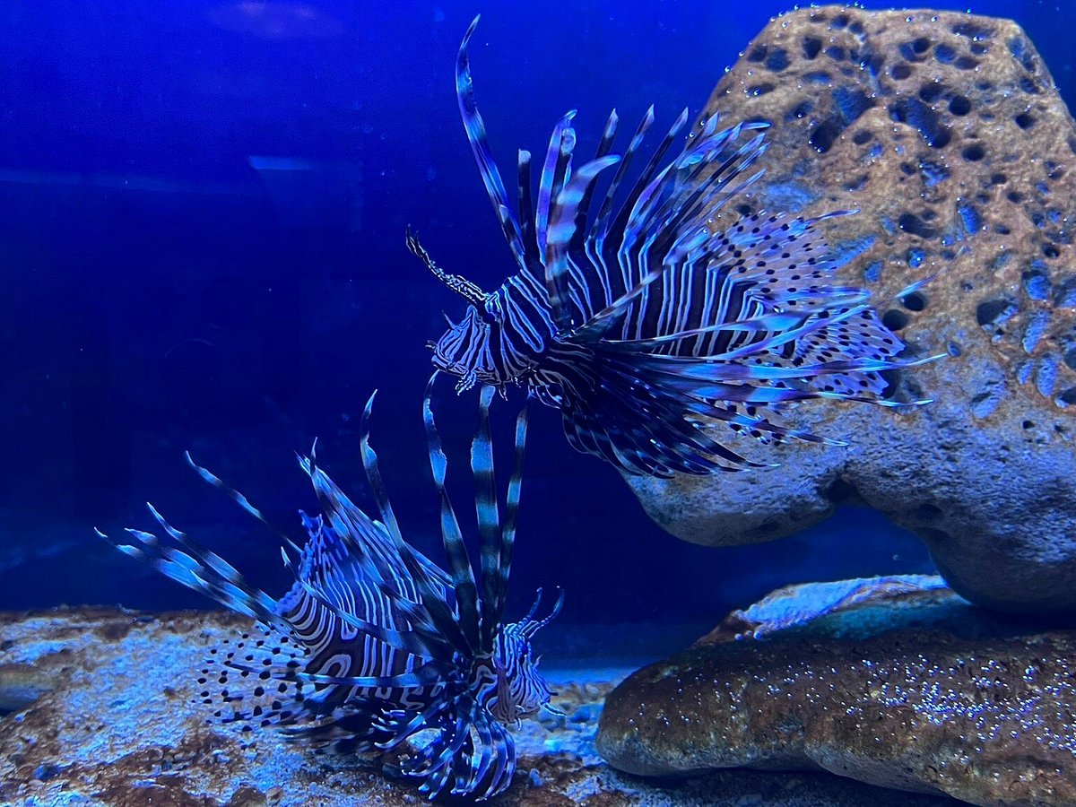 acuario-tela-marine-gratis