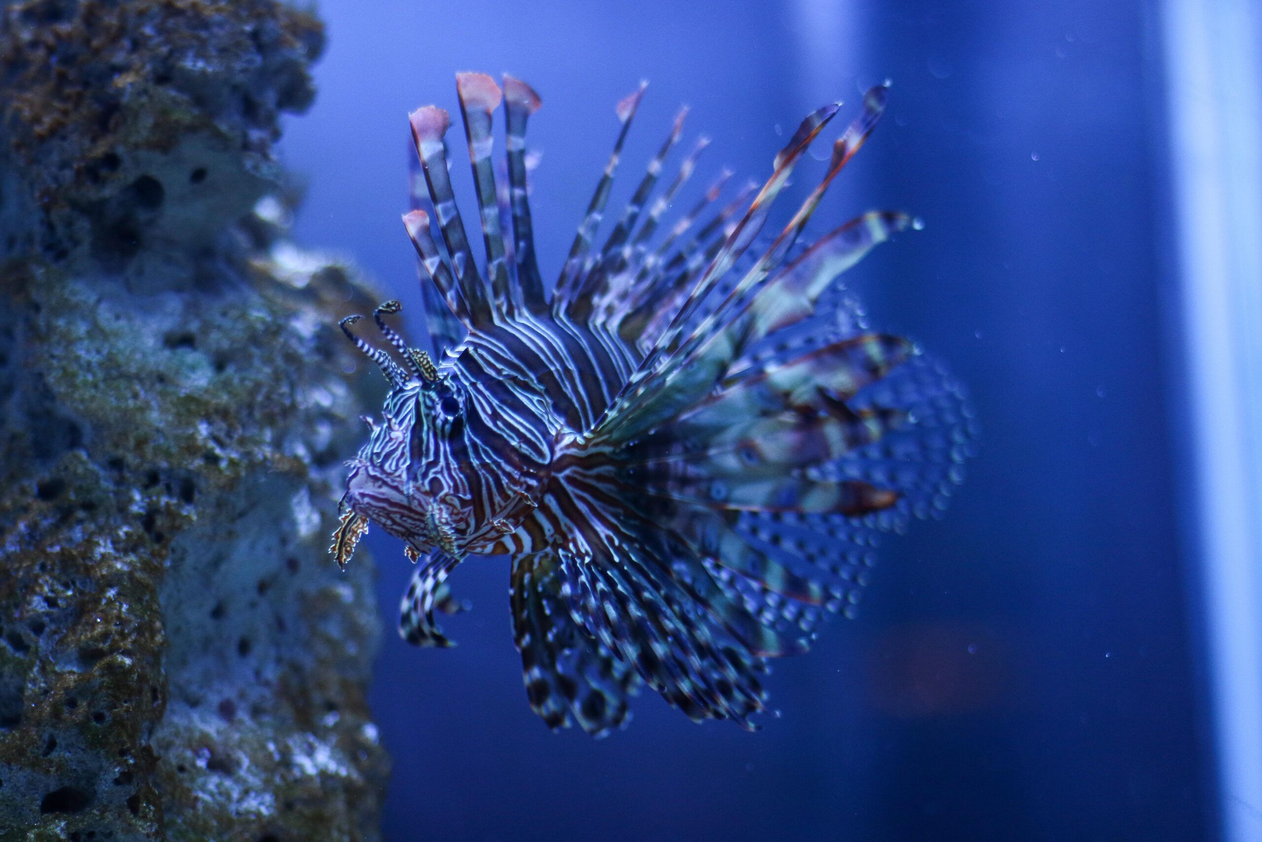acuario1-scaled
